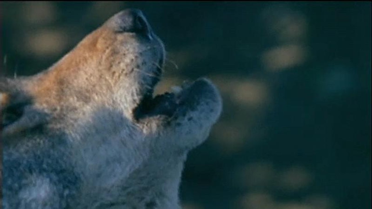 La réapparition du loup met l'Europe dans l'embarras