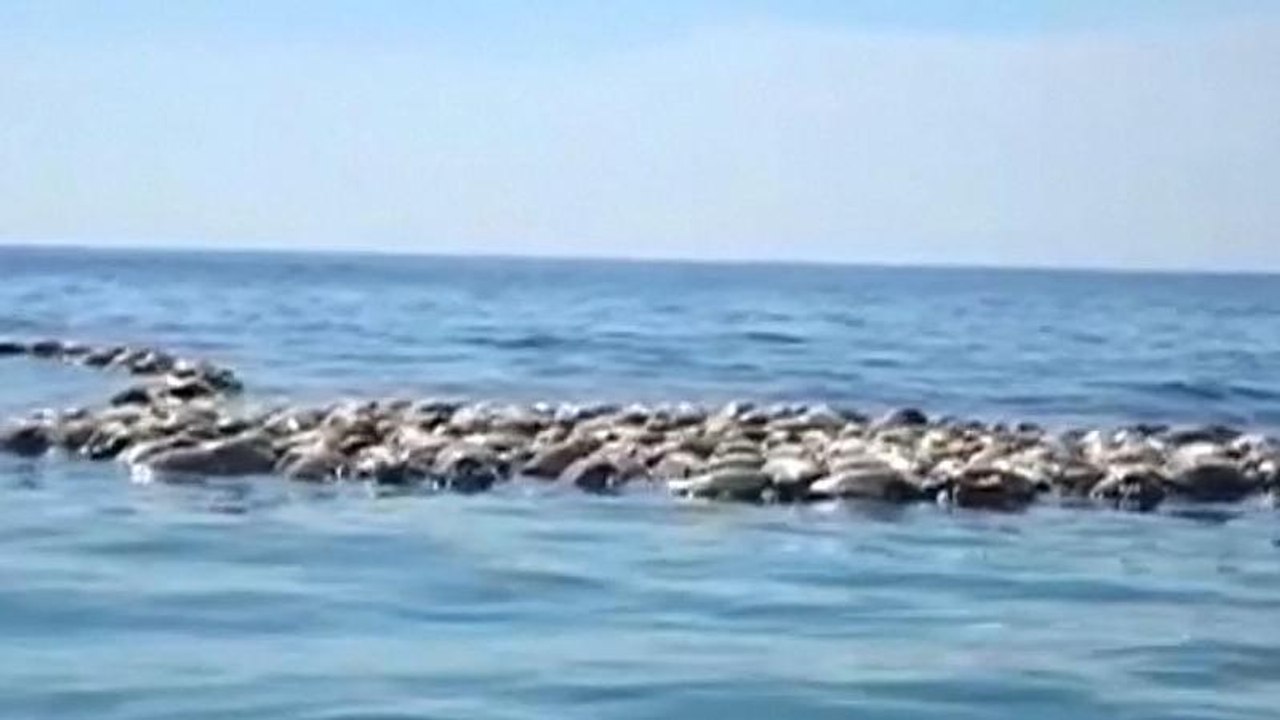 Watch: Hundreds of turtles killed after being t...