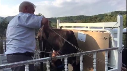 Sanatçı Haluk Levent'in Satın Aldığı Dana İzmir'e Getirildi