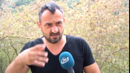 Üreticisinin Kabusu ‘Amerikan Beyaz Kelebeği’ Fındıkları Sardı