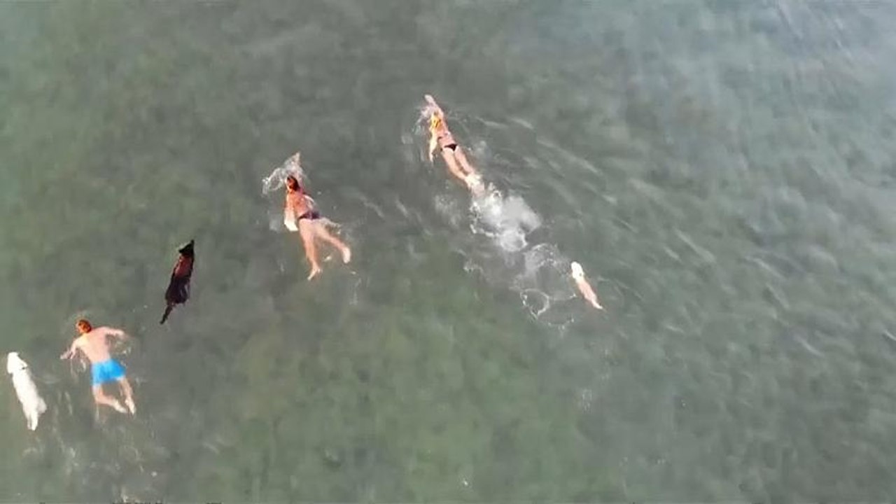 Hunde am Strand: Schwimmen, Bier trinken, und dann ein Eis