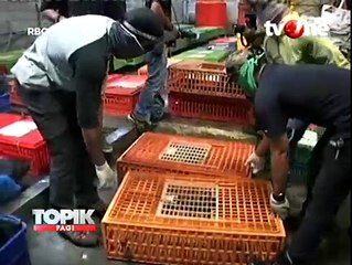 Polisi Gerebek Gudang Hewan Langka Trenggiling