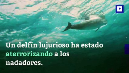 Un delfín en celo provoca el cierre de una playa francesa