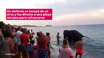 Un elefante se escapa del circo para bañarse en la playa