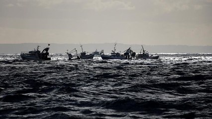 Britisch-französischer "Krieg" um Jakobsmuscheln im Ärmelkanal