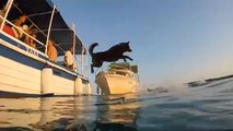 Cães e donos competem no Mar Adriático