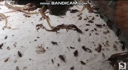 토토 솔루션 제작전문업체/ 토토제작 / 사설 토토 제작 / 스포츠 토토 ...카톡:soft2580 스카이프:soft2580