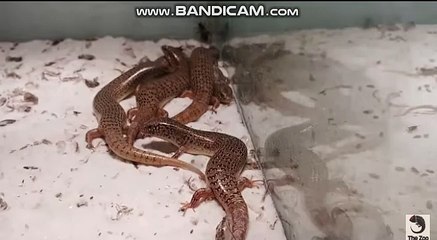 토토솔루션 사기 조심하세요- 토토솔루션 사기예방 안내카톡:soft2580 스카이프:soft2580