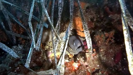 2018.08.29 - Buceo en La Restinga de las anclas (Isleta del Moro)