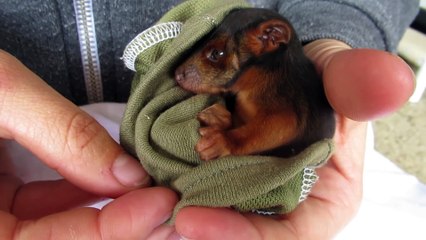 Quoi de plus adorable que cette petite chauve-souris...