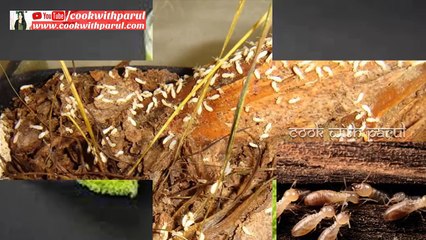 एक ही बार में जड़ से ख़त्म करे दीमक को इस सटीक उपाय से  How To Get Rid Of Termites Naturally Furniture