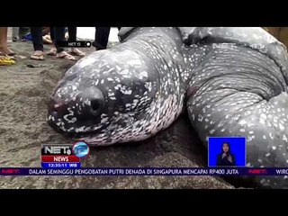 Penyu Belimbing Seberat Lebih dari 100 Kg Dilepasliarkan - NET 12