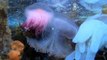 Three Different Species of Jellyfish Get Acquainted