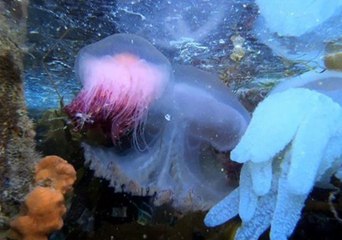 Three Different Species of Jellyfish Get Acquainted