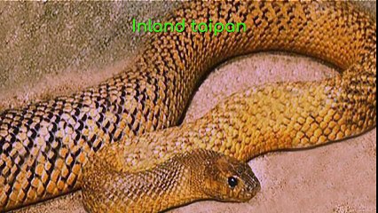 Inland taipan