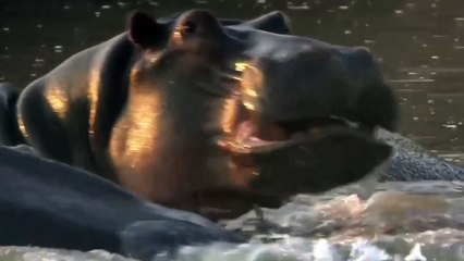 National Geographic Doc HD - Turf War Lions and Hippos