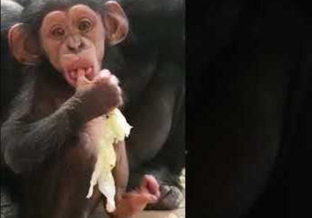 Taronga Zoo's Baby Chimpanzee is So Cute You'll Go Bananas