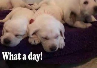 Cute Puppies Get Tiny Backpacks for First Day of Dog Training School