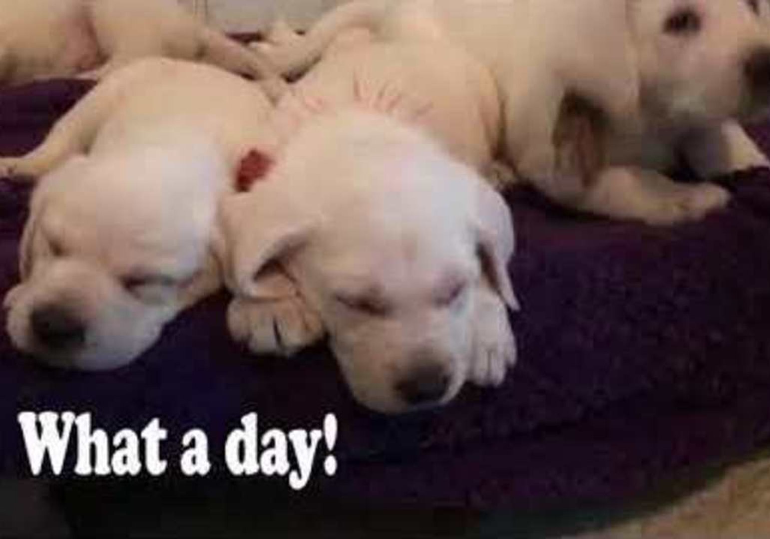 ⁣Cute Puppies Get Tiny Backpacks for First Day of Dog Training School