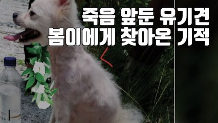 [자막뉴스] 죽음 앞둔 유기견 봄이에게 찾아온 기적 / YTN