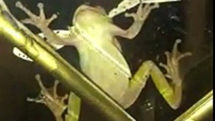 Une Grenouille contre un Papillon