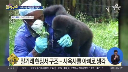 [핫플]사육사 끌어안은 아기 고릴라 사진 화제
