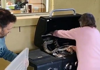 Ballsy Grandmother Wrestles Snakes Off a Barbecue in Brisbane, Queensland