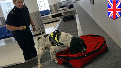 英国境警備隊薬物探知犬チーム 設立から40周年 - トモニュース