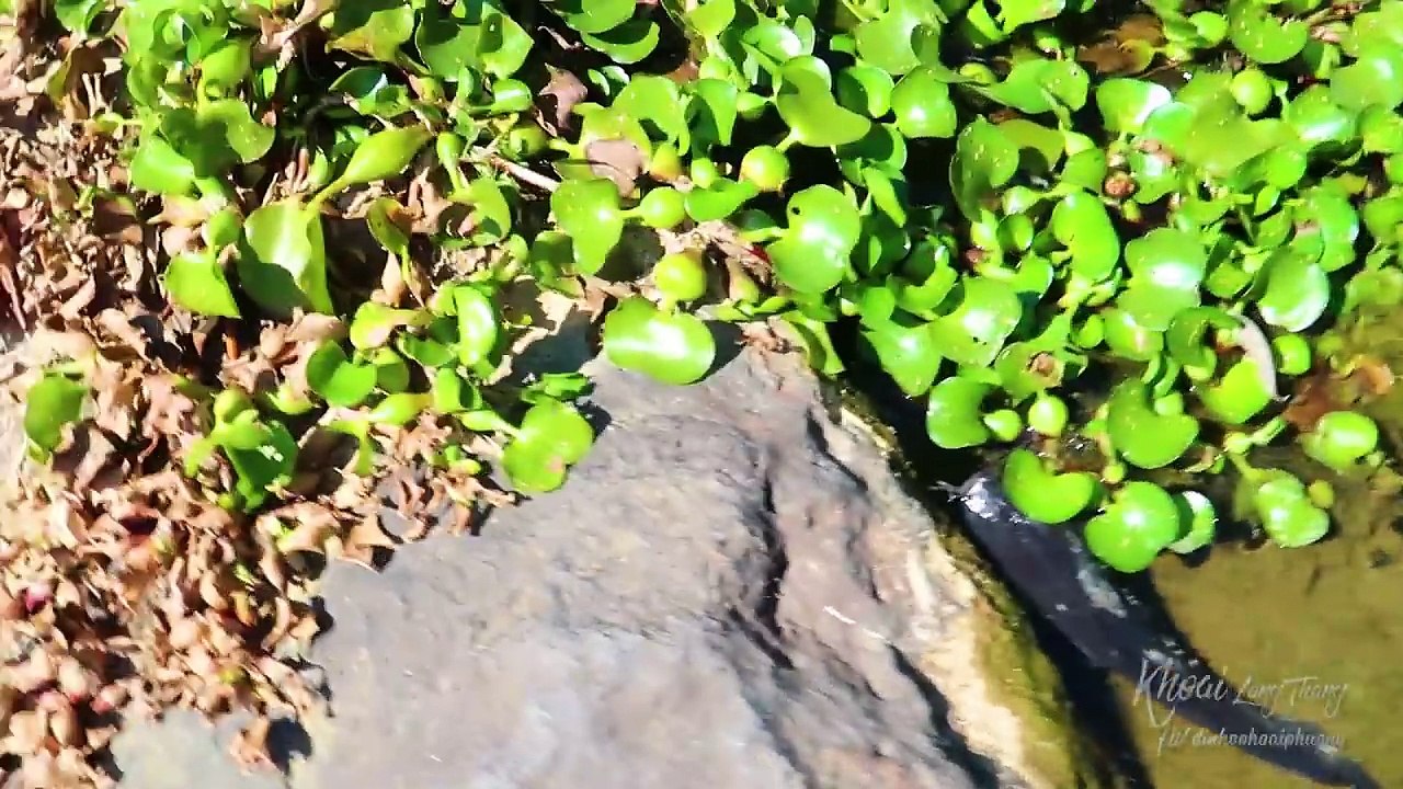 Thác Pongour - Du lịch Đà Lạt