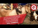 Kambing Harum Asal Jombang