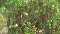 Tomates, poivrons... Les vols dans les potagers agacent leurs propriétaires