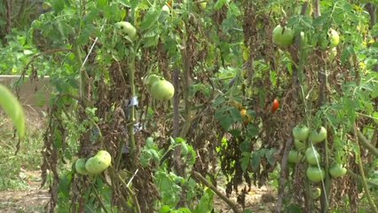 Tomates, poivrons... Les vols dans les potagers agacent leurs propriétaires