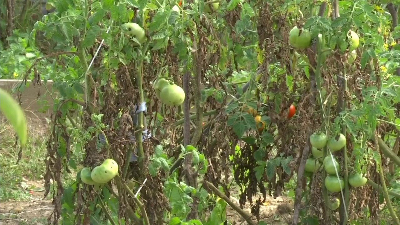 Tomates, poivrons... Les vols dans les potagers agacent leurs propriétaires