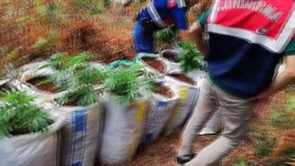 Jandarmadan kiralık çiftliğe kenevir baskını