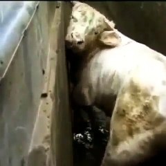 Technology in dairy farming