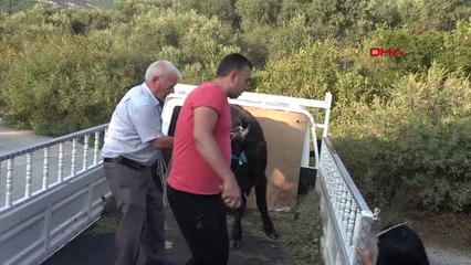 İzmir 'Dana Ferdinand' Yeni Yuvasına Kavuştu