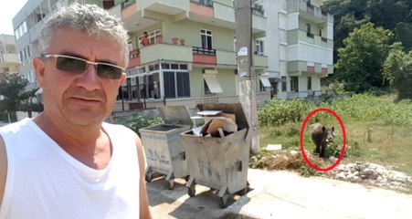 Vatandaşlar, Yiyecek Bulmak İçin Şehir Merkezine İnen Yaban Domuzuyla Selfie Çekti