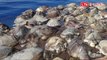 墨西哥南部海岸 驚現300隻瀕危海龜屍體海上漂