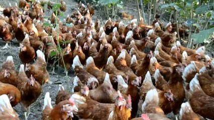 7 Yıl Önce 60 Tavukla Başladı, Şimdi Parmakla Gösteriliyor