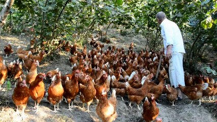 7 yıl önce 60 tavukla başladı, şimdi parmakla gösteriliyor