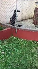 dog gets himself inside a tracksuit bottoms and cant get out