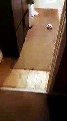 dog gets into the laundry basket
