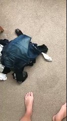 Dog gives owner a weird look whilst in bed