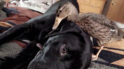 Duckling pesters annoyed dog for attention