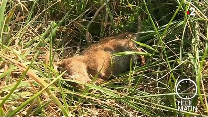 Nancy : l'hippodrome envahi de mulots, les courses annulées
