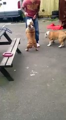 Dog goes to pee on lads leg