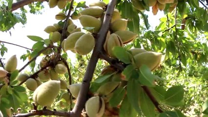 Adıyaman'da Badem Hasadı Başladı
