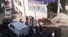شاهد: قوات الاحتلال تصادر حصاناً وحمارين في القدس المحتلة، اليوم.