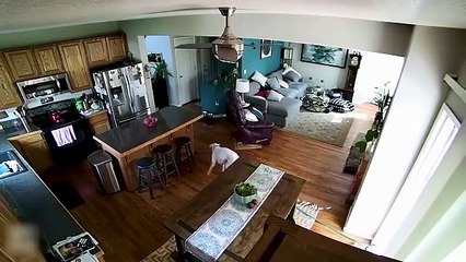 Un chien joue avec un tuyau d'arrosage dans une maison