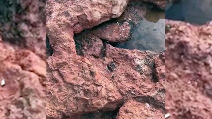 Un crabe menace une touriste